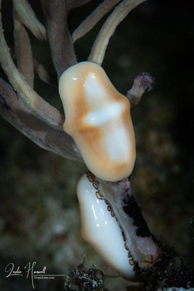 Aruba_2020-10-08_08-57-04