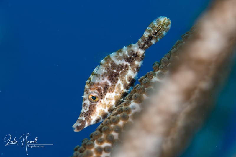 Bonaire_2021-05-11_12-25-43