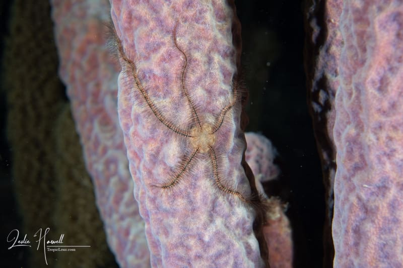 Bonaire_2021-05-23_19-16-15