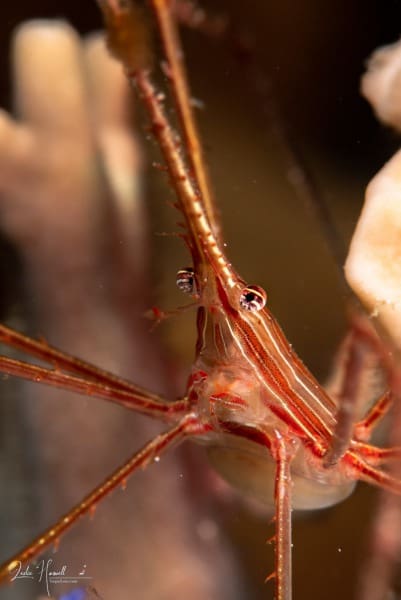 Bonaire_2018-05-09_08-52-20