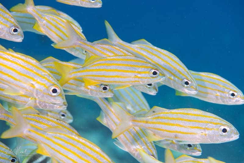 Bonaire_2018-05-11_01-19-12