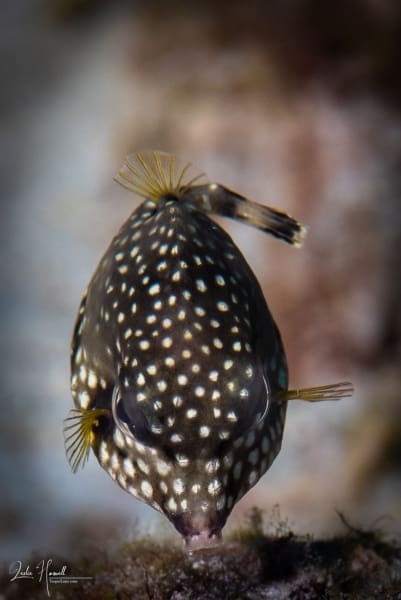 Bonaire_2018-05-11_21-03-05