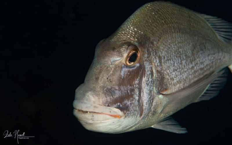 Bonaire_2018-05-11_21-39-04