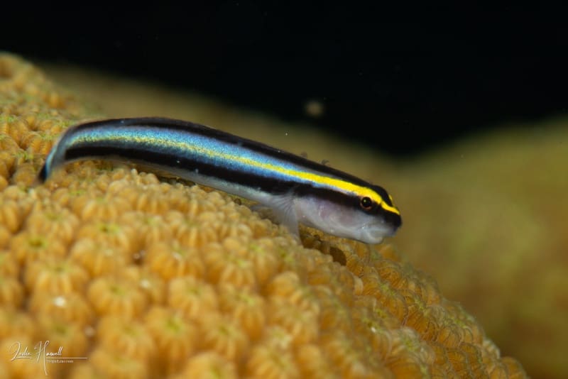 Bonaire_2018-10-19_16-07-59