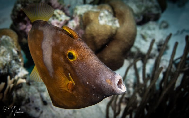 Bonaire_2018-10-22_15-34-23