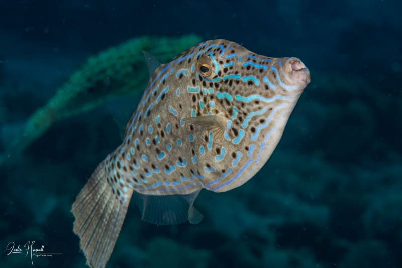 Bonaire_2018-10-23_17-16-48