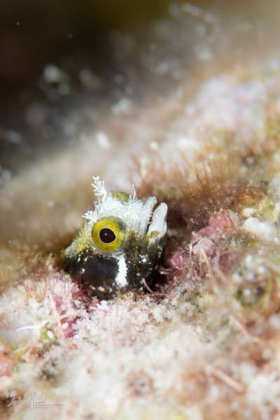 Bonaire_2021-05-31_19-24-35