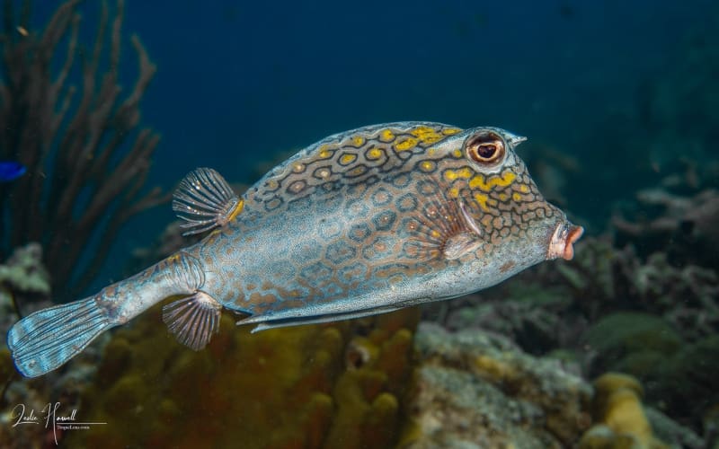 Bonaire_2021-09-21_14-45-34_Edited-In-ColorFX-on-20210921