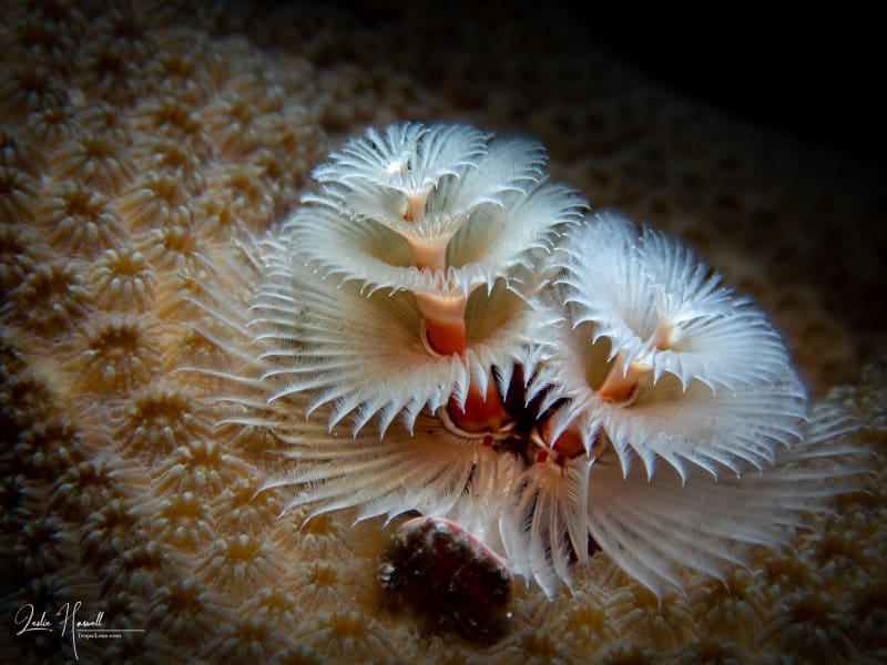 Bonaire_2022-12-13_10-16-48