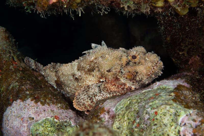 Bonaire_2024-05-27_11-59-42