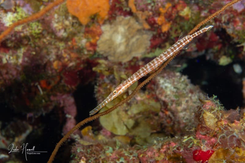 Bonaire_2024-05-27_14-21-35