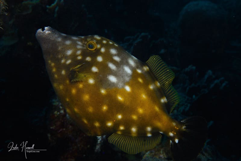 Bonaire_2024-07-03_10-47-15