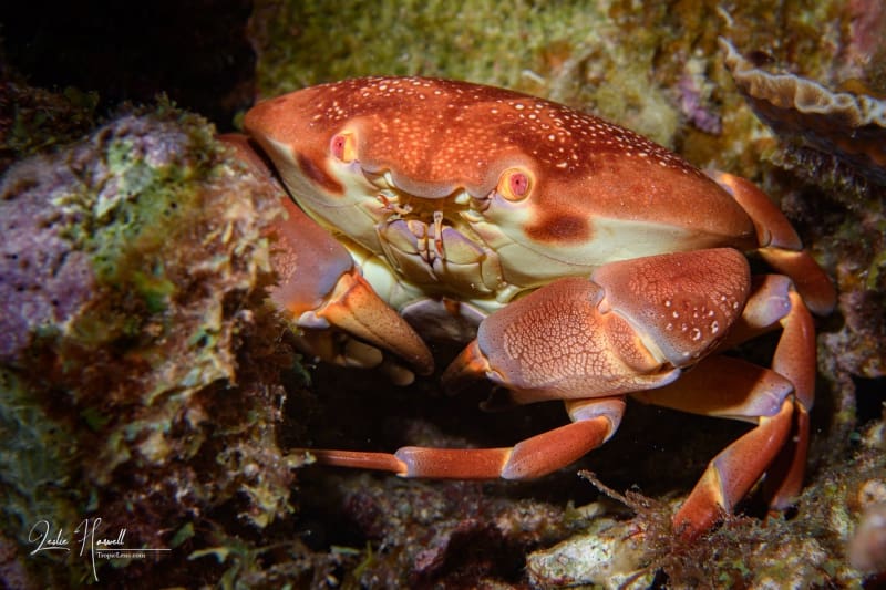 Bonaire_2024-07-03_11-28-51