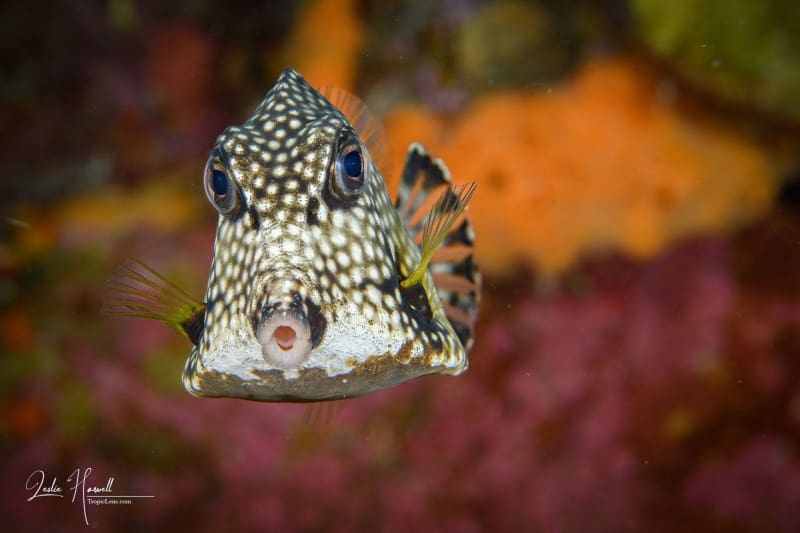 Bonaire_2024-07-03_13-28-59