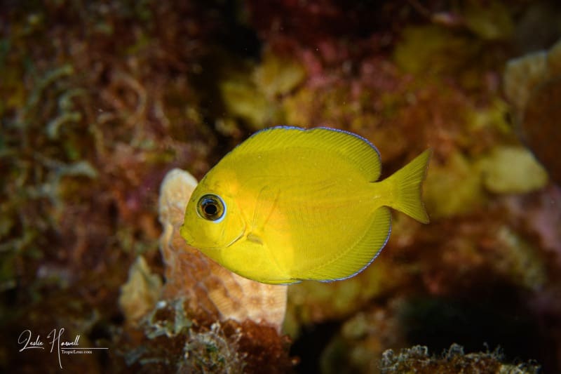 Bonaire_2024-07-03_13-32-32