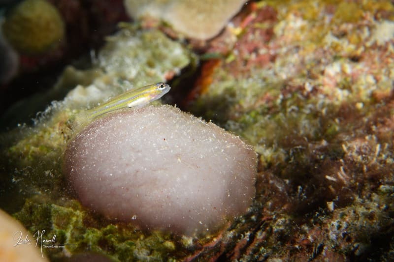 Bonaire_2024-07-03_13-36-24