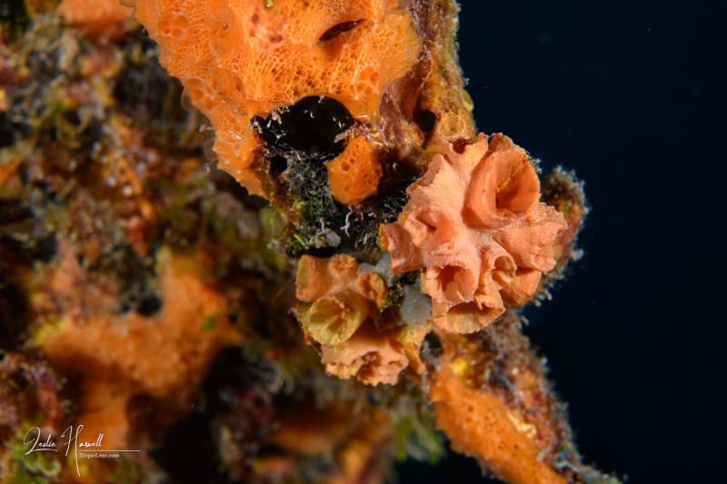 Bonaire_2024-07-03_14-05-27