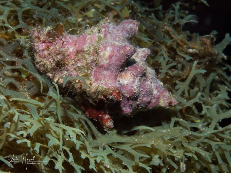 Bonaire_2025-02-01_08-12-19