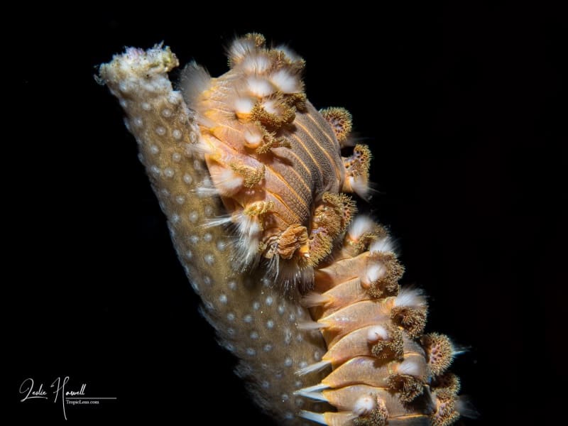 Bonaire_2025-02-01_08-19-57