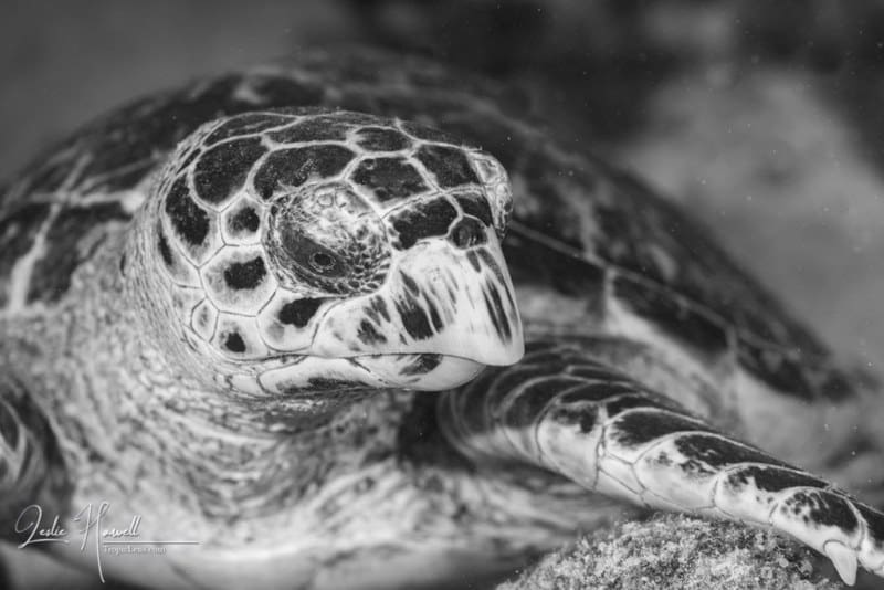 Bonaire_2021-07-11_09-57-43