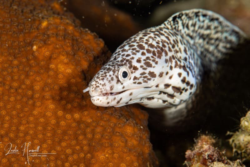 Bonaire_2021-07-11_20-18-15-Edited-_20210711