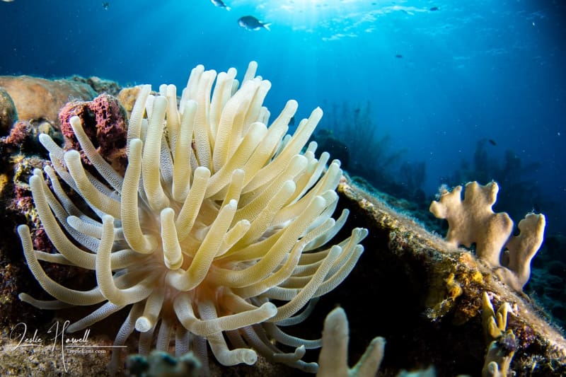 Curacao_2020-12-11_08-38-16