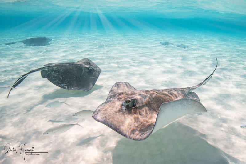 GrandCayman_2021-12-09_11-45-31_Edited-In-ColorFX-on-20211209