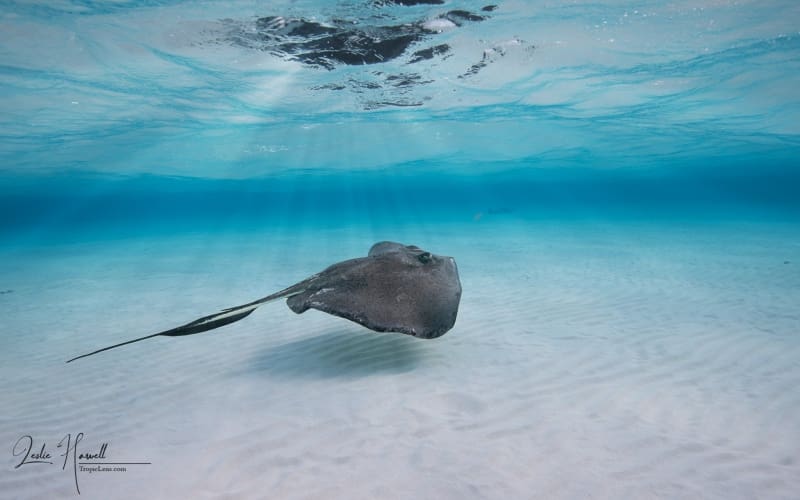 GrandCayman_2021-12-09_11-52-51-2_Edited-In-ColorFX-on-20211209