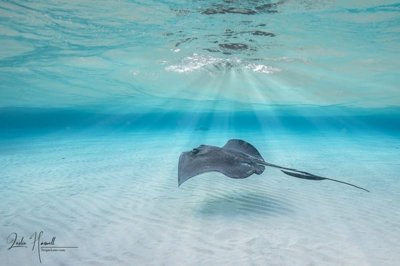 GrandCayman_2021-12-09_11-52-51_Edited-In-ColorFX-on-20211209