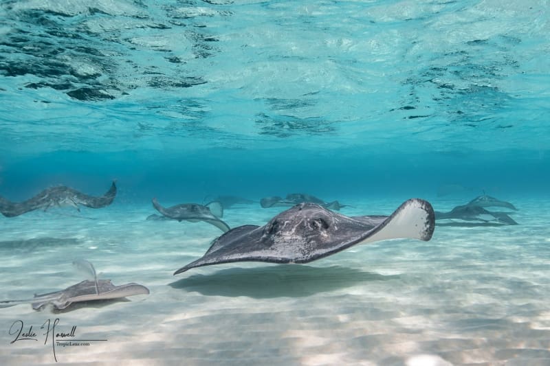 GrandCayman_2021-12-09_11-57-57-2_Edited-In-ColorFX-on-20211209