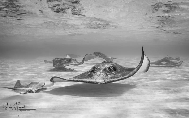 GrandCayman_2021-12-09_11-57-57_Edited-In-ColorFX-on-20211209