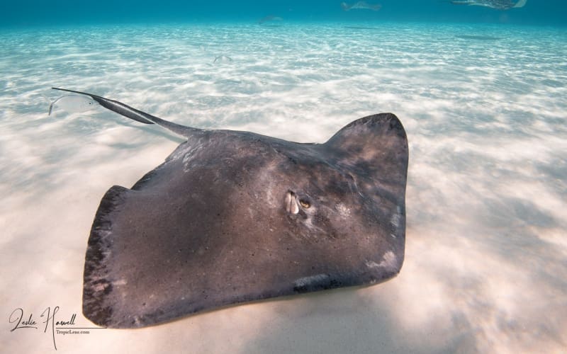 GrandCayman_2021-12-09_12-03-58-2