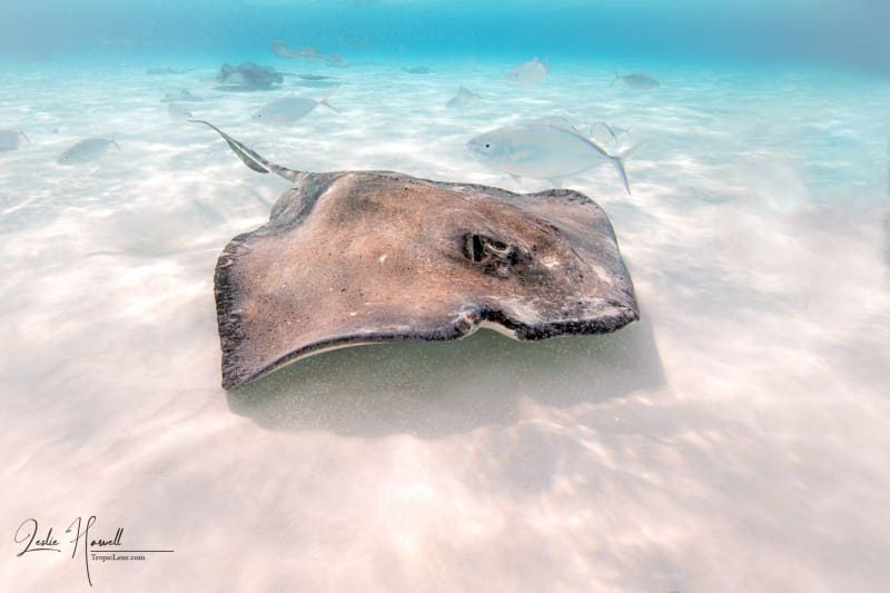 GrandCayman_2021-12-09_12-08-19_Edited-In-ColorFX-on-20211209