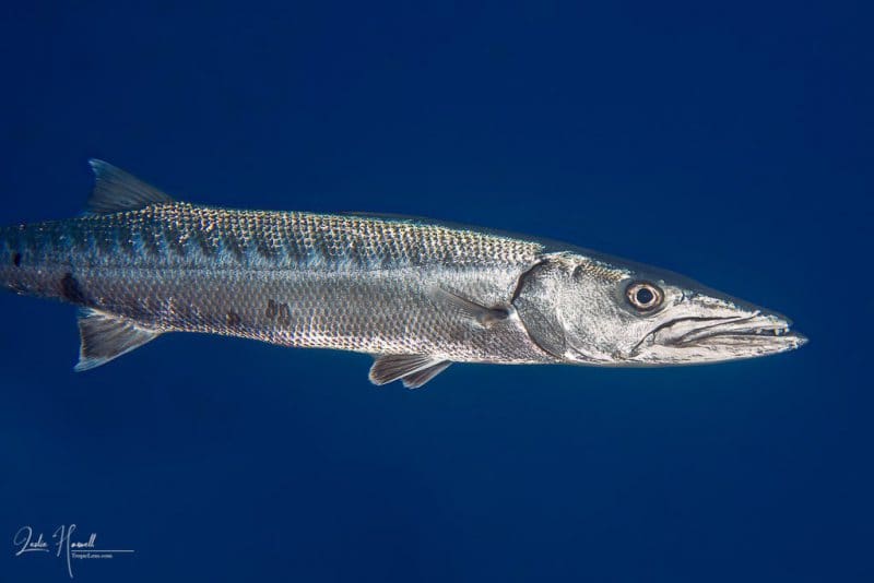 Bonaire_2021-06-20_08-52-15-Edited-_20210620