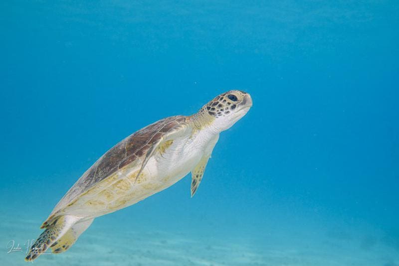 Bonaire_2021-06-20_12-54-59