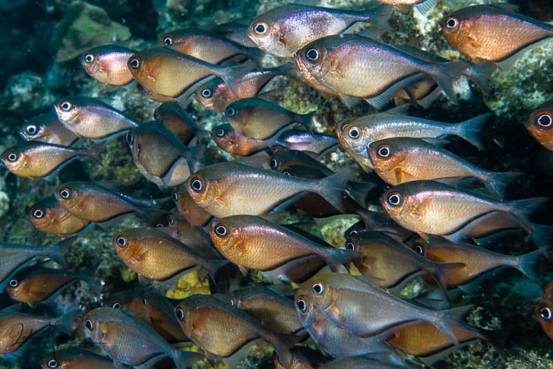 Curacao_2021-02-10_11-08-44