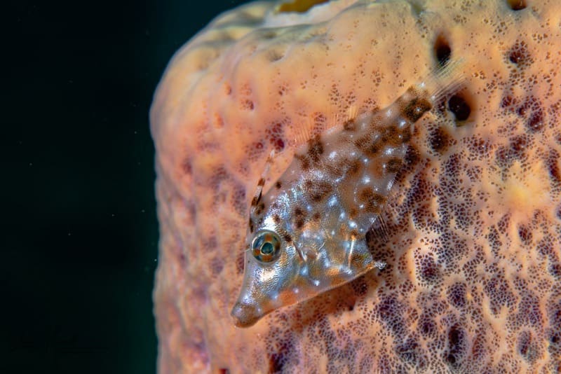 Curacao_2021-02-10_12-55-48