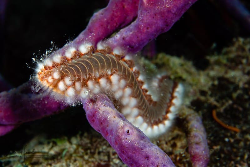 Curacao_2021-02-10_13-16-44