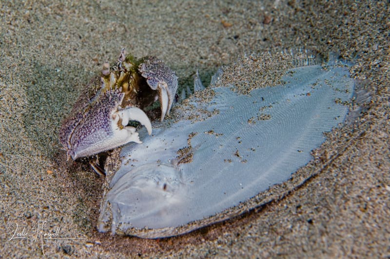 Curacao_2021-02-10_14-03-41