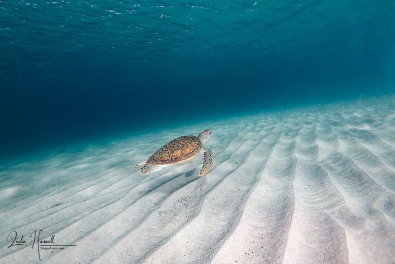 Curacao_2021-02-18_09-29-25-Edited-_20210218-3