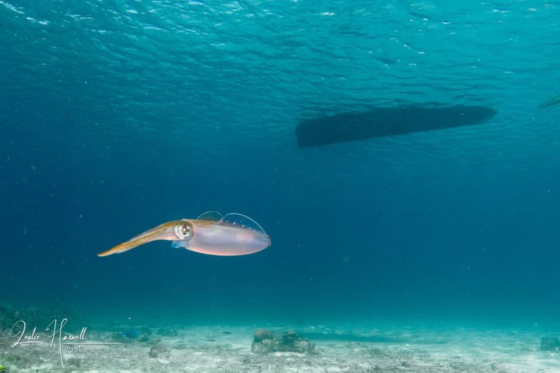 Curacao_2021-03-21_10-46-13