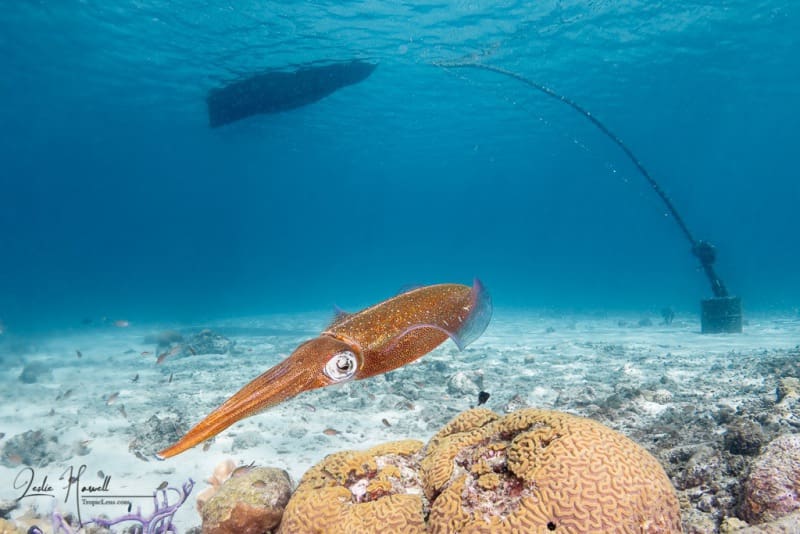 Curacao_2021-03-21_11-02-33-Edited-_20210321