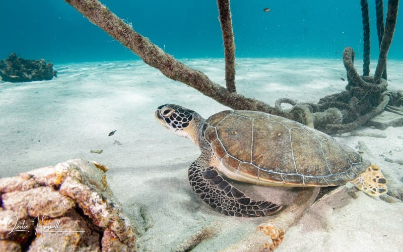 Curacao_2021-03-21_11-46-55