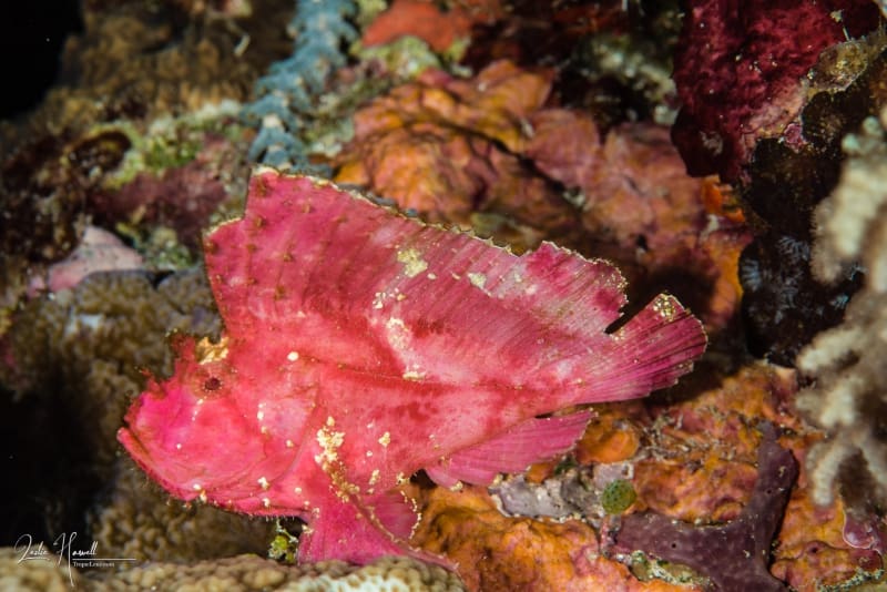 Wakatobi-Pelagian_2017-10-28_15-56-11