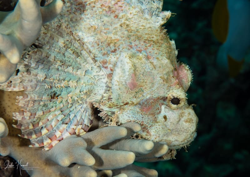 Wakatobi-Pelagian_2017-10-28_16-24-55