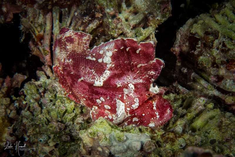 Wakatobi-Pelagian_2017-11-01_19-17-27