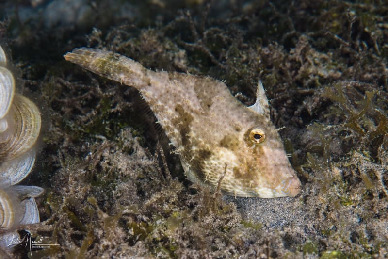 Wakatobi-Pelagian_2017-11-03_16-20-43