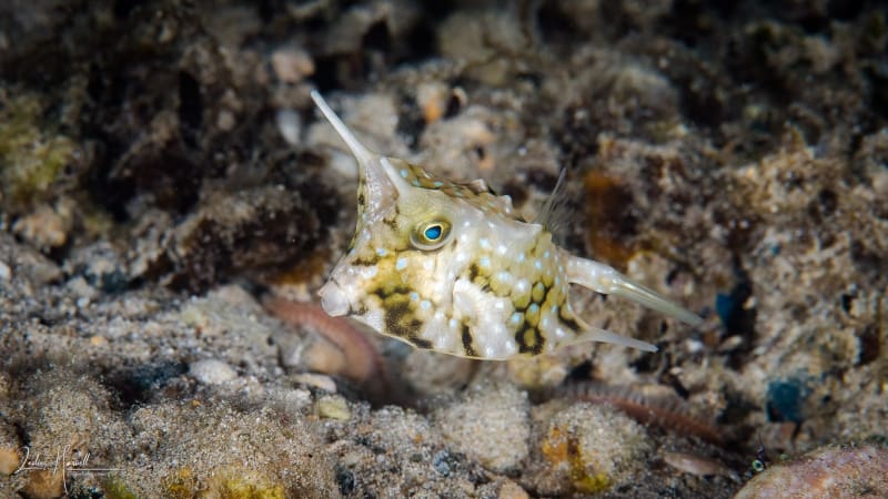 Wakatobi-Pelagian_2017-11-03_19-53-54