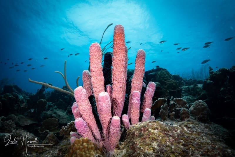 Bonaire_2021-09-23_12-28-33