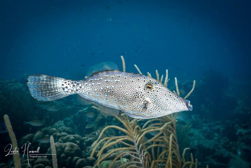 Bonaire_2021-09-27_13-02-39
